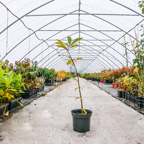 Kasztanowiec Kasztan jadalny Smaczne owoce (C2)