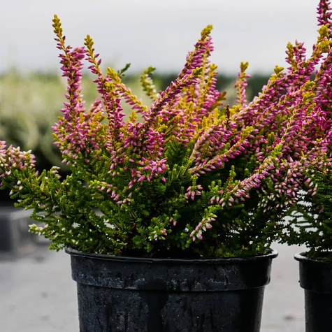 Wrzos pospolity Wickware Flame