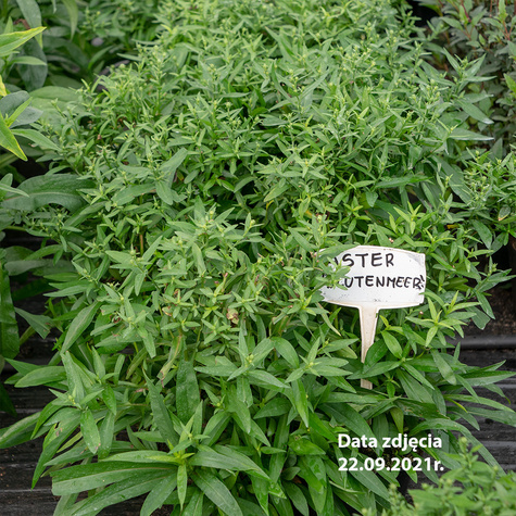 Aster nowobelgijski Blutenmeer morze kwiatów (P9)