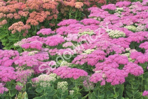 Rozchodnik okazały Meteor (P9)