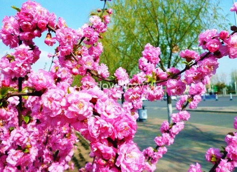 Migdałek różowy forma krzewiasta (C2)