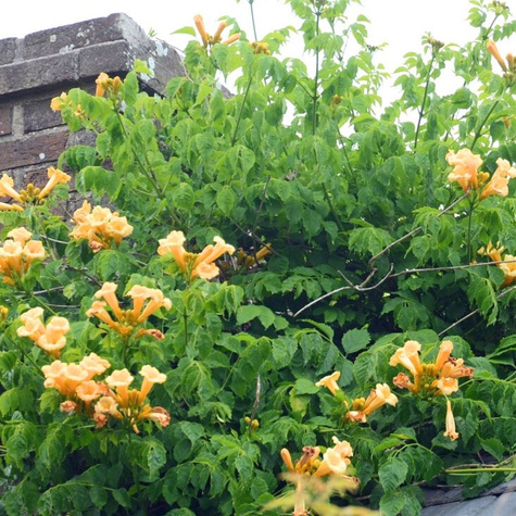 Milin amerykański Judy (C2)