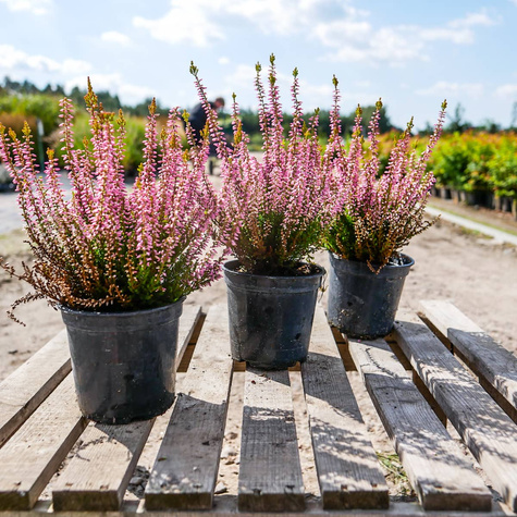 Wrzos pospolity Melissa różowy pączkowy