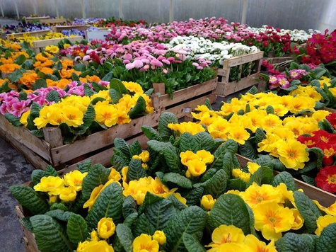 Prymulka Pierwiosnek różowo-biała sadzonka w doniczce