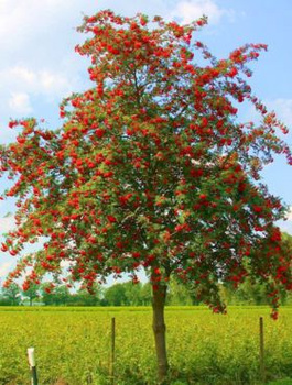 Jarząb Pospolity Edulis