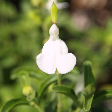 Szałwia greggii Mirage White (C2)