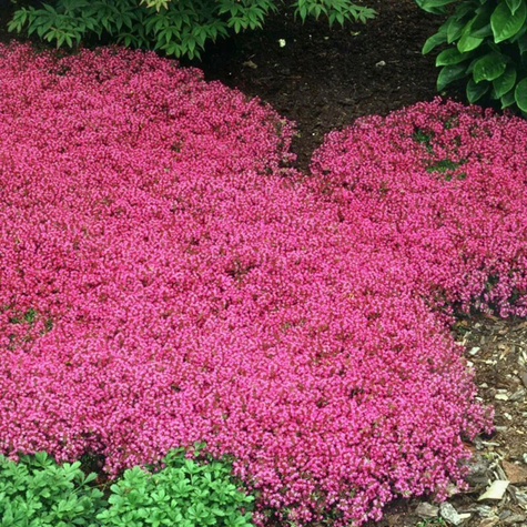 Macierzanka wczesna (C2)