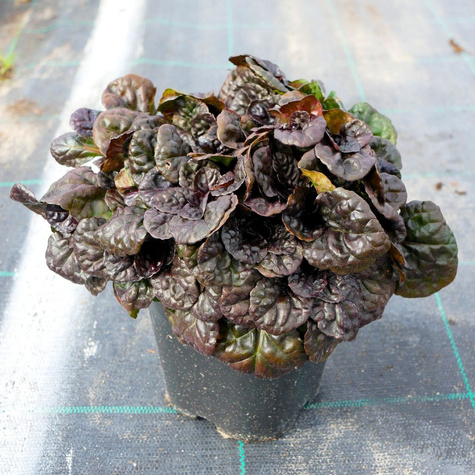 Dąbrówka rozłogowa Black Scallop (C2)