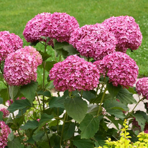 Hortensja krzewiasta Pink Annabelle różowe i duże kwiaty (C2)
