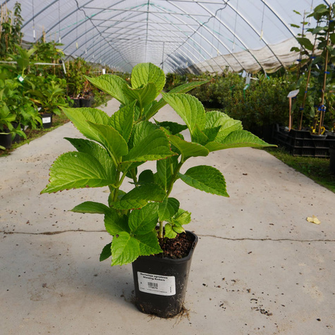 Hortensja ogrodowa Glowing Embers (C1.7)