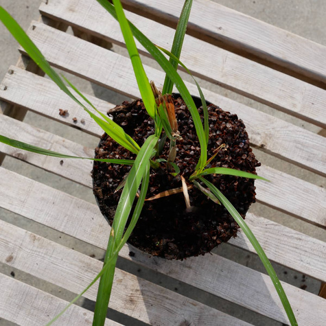 Miskant chiński Brazil (C2)