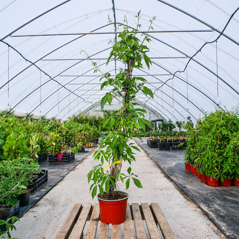 Winobluszcz pięciolistkowy