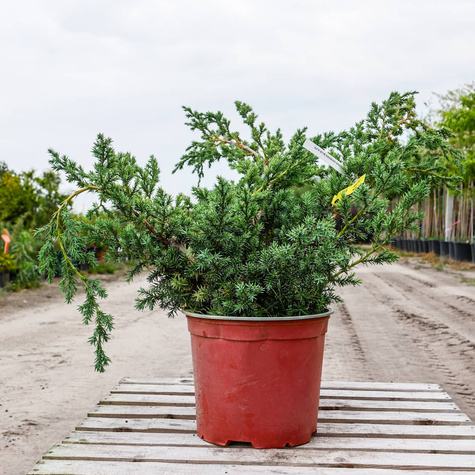 Jałowiec chiński Blue Alps (C2)