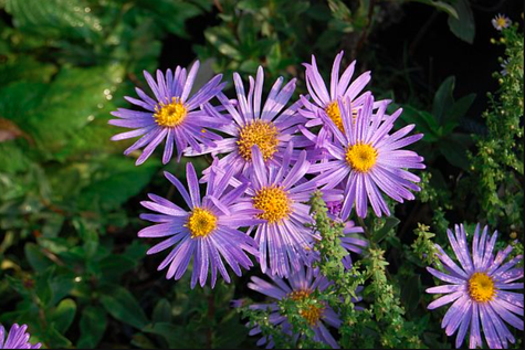 Aster gawędka Mira (C2)