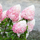 Hortensja bukietowa Pink Rose (C2)
