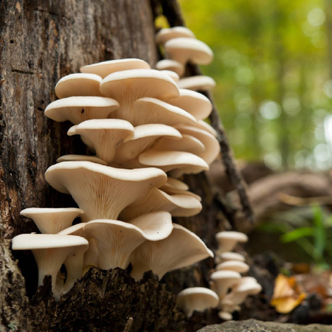 Boczniak ostrygowaty Professional 1l Pleurotus ostreatus