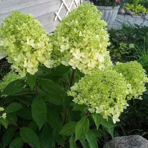 Hortensja bukietowa Lime Sparkle (P9)