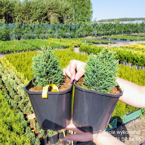 Cyprysik lawsona Snow White