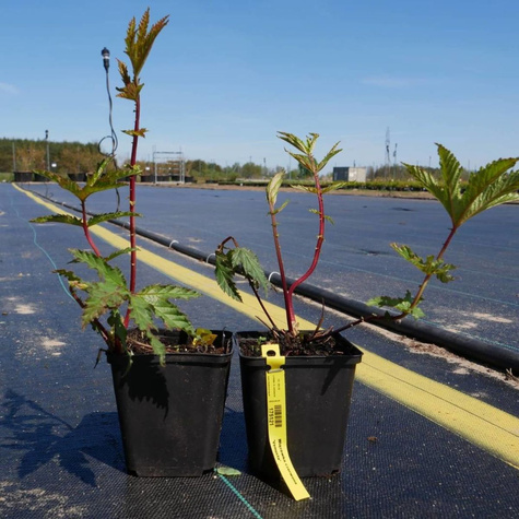 Wiązówka czerwona Venusta