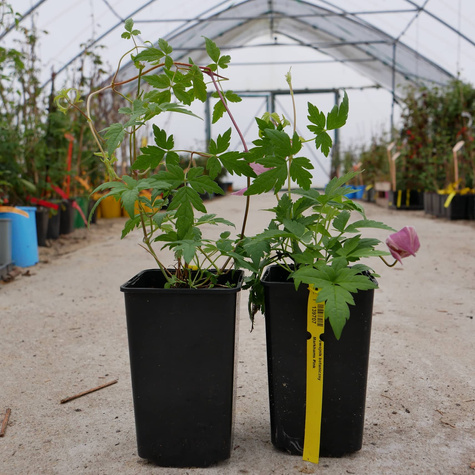 Powojnik Clematis botaniczny Markham's Pink