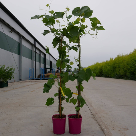 Winorośl winogrona Konkord Rosyjski donica C2