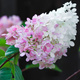 Hortensja bukietowa Phantom kwiaty giganty (P9)