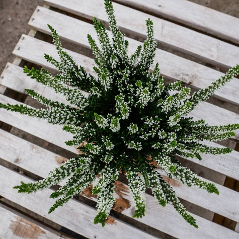 Wrzos pospolity biały pączkowy