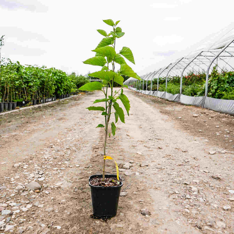 Morwa czerwona w doniczce dla diabetyków soki przetwory