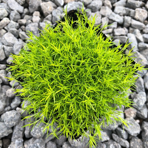 Karmnik ościsty Lime (C2)