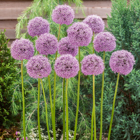 Czosnek ozdobny Lucy Ball