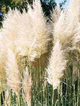 Zestaw Trawa pampasowa White Feather 6 szt