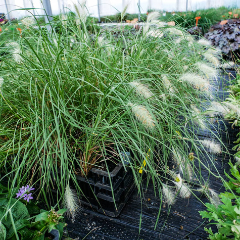 Rozplenica kosmata Nemira (C2)