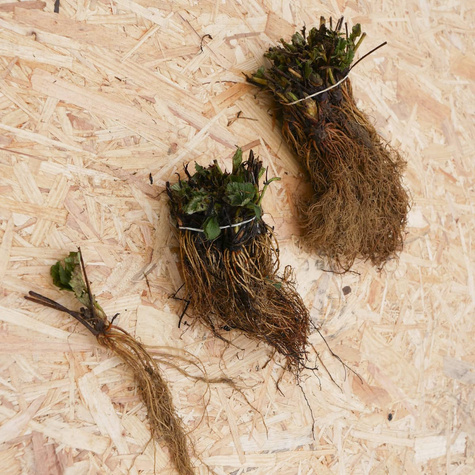 Truskawka Honeoye bardzo wczesna FRIGO