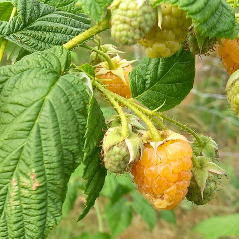 Malina żółta jesienna Golden Queen