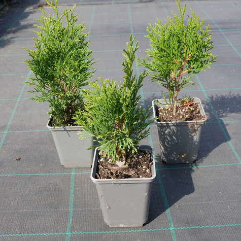 Thuja Tuja Żywotnik zachodni Smaragd (P9)