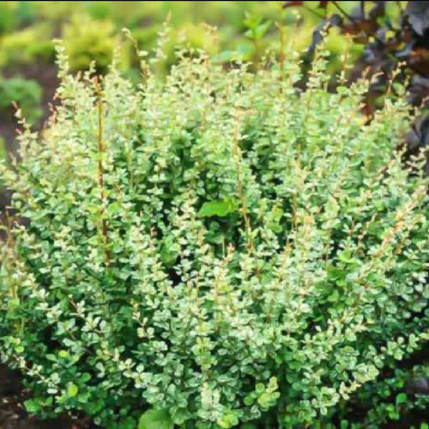 Berberys Thunberga Silver Beauty (P9)