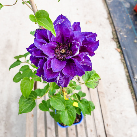 Powojnik Clematis 'Shin-shigyoku'