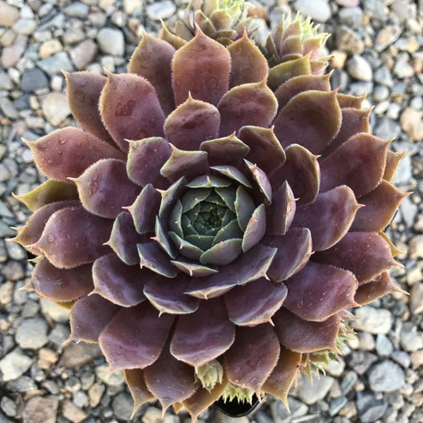 Rojnik murowy Mettenianum