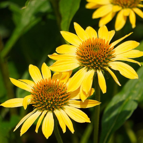 Jeżówka purpurowa Mellow Yellow (C2)