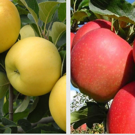 DUO Jabłoń Gala + Golden Delicious niezwykle smaczne Plant Pack