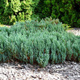 Jałowiec płożący Grey Pearl (C2)
