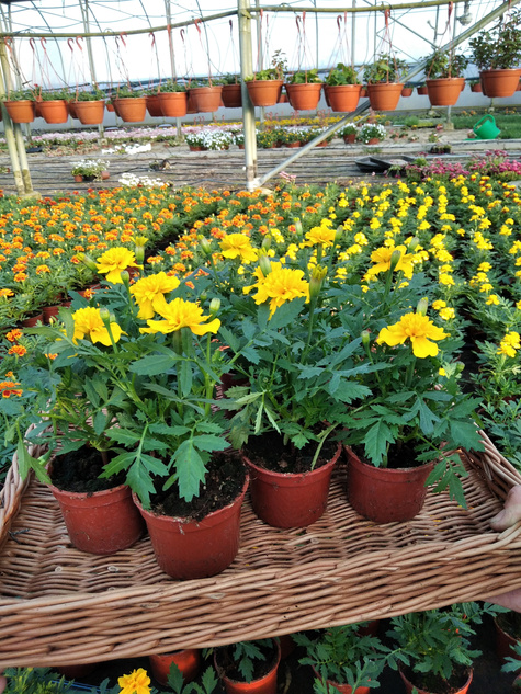 Aksamitka Aksamitki Byczek żółta niska Odstrasza Komary