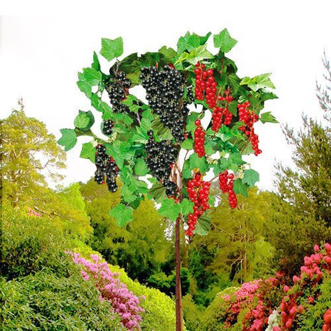 Duo porzeczka czerwono-czarna na pniu Plant Pack