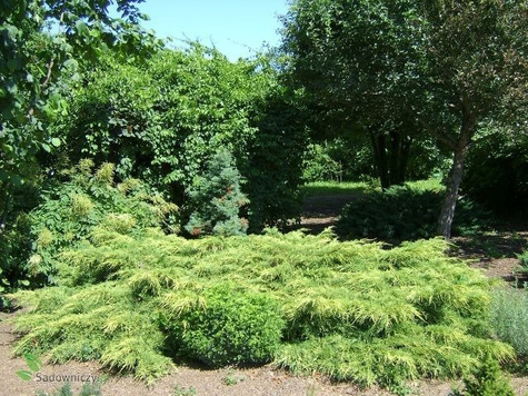 Jałowiec pośredni Pfitzeriana Aurea rozłożysty (C2)