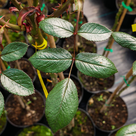 Róża szczepiona na pniu BORDOWA