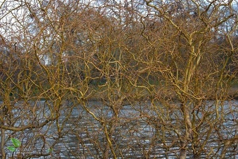 Wierzba erythroflexuosa (C20)