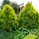 Thuja Tuja Żywotnik wschodni Aurea Nana