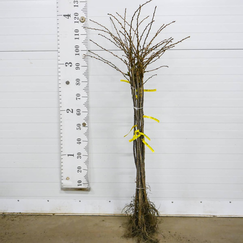 Agrest czerwony Rokula na pniu Plant Pack