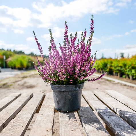 Wrzos pospolity Allegro różowy pączkowy