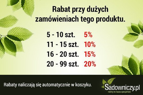 Sałata masłowa - nasiona ekologiczne BIO